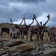 Curious reindeer on the descent from Vesselfjellet
